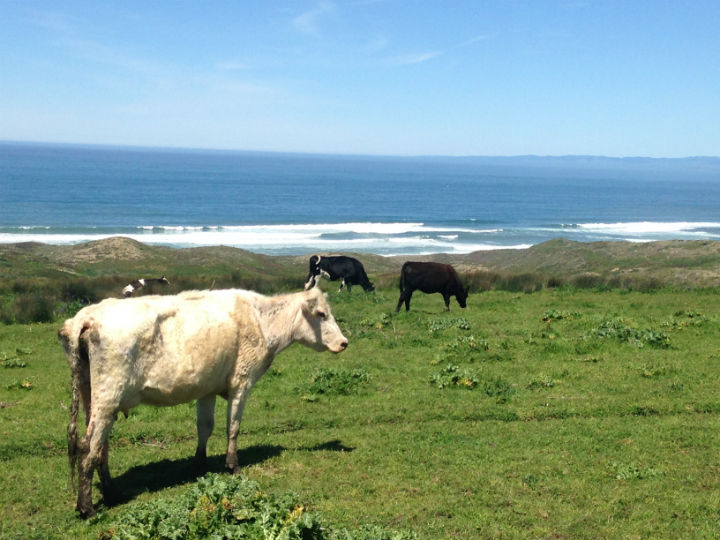 Oceanside Cows